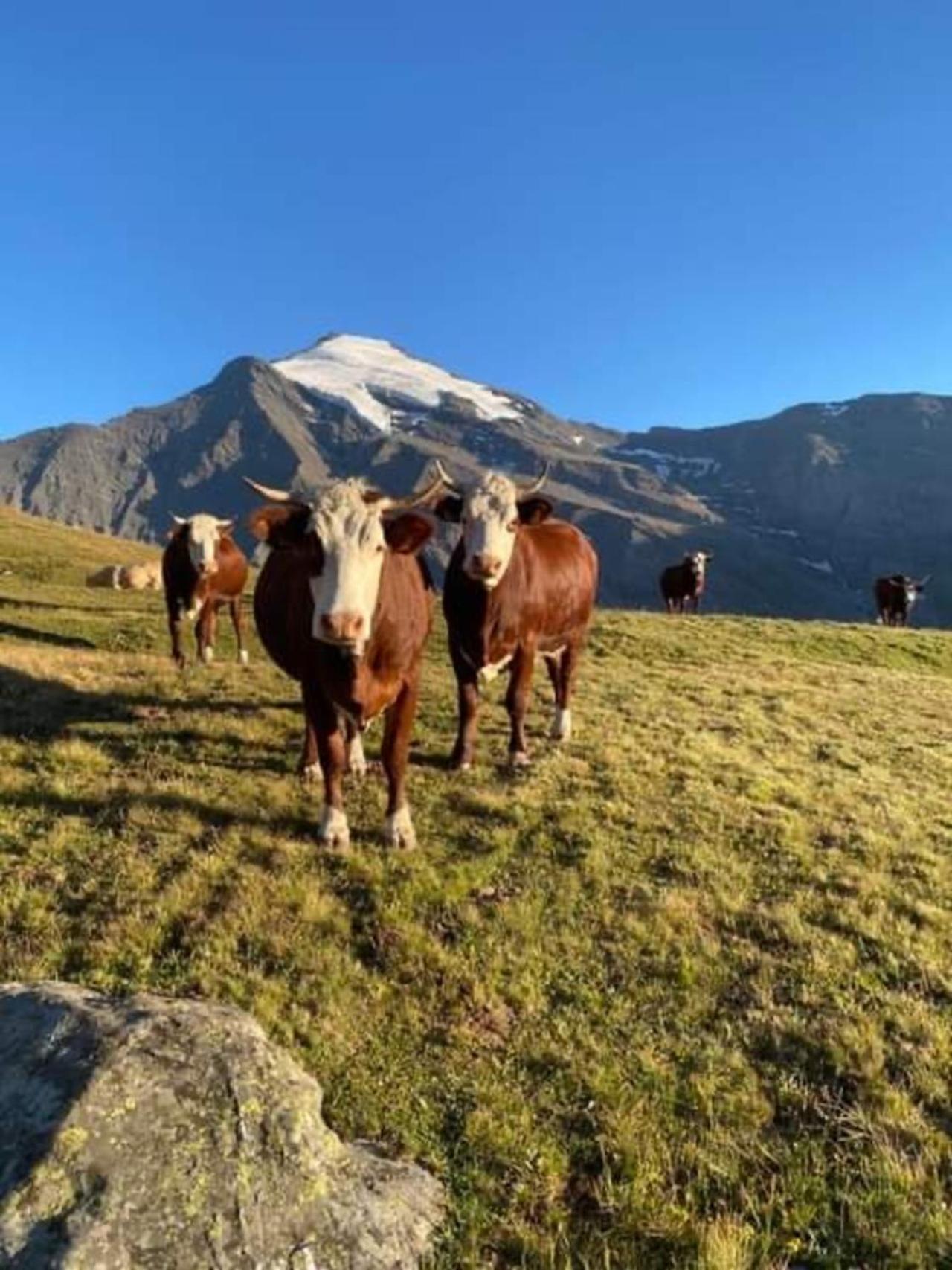 "L'Ancolie" Appartement De Charme 4 Personnes A Val Cenis Termignon Eksteriør bilde